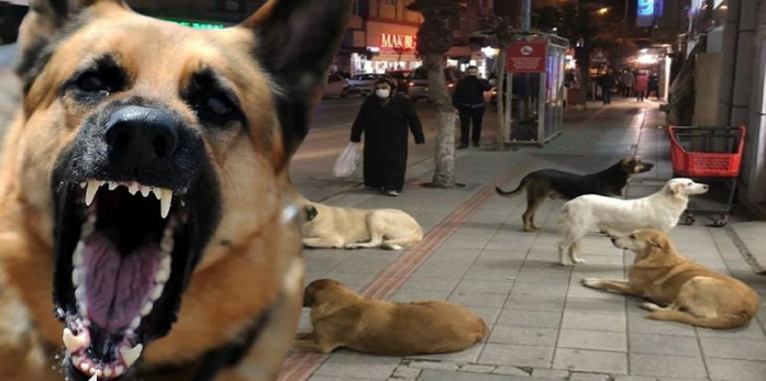 Türkiye’de ne kadar sokak köpeği var? Köpek sayısı açıklandı, dudaklar uçukladı